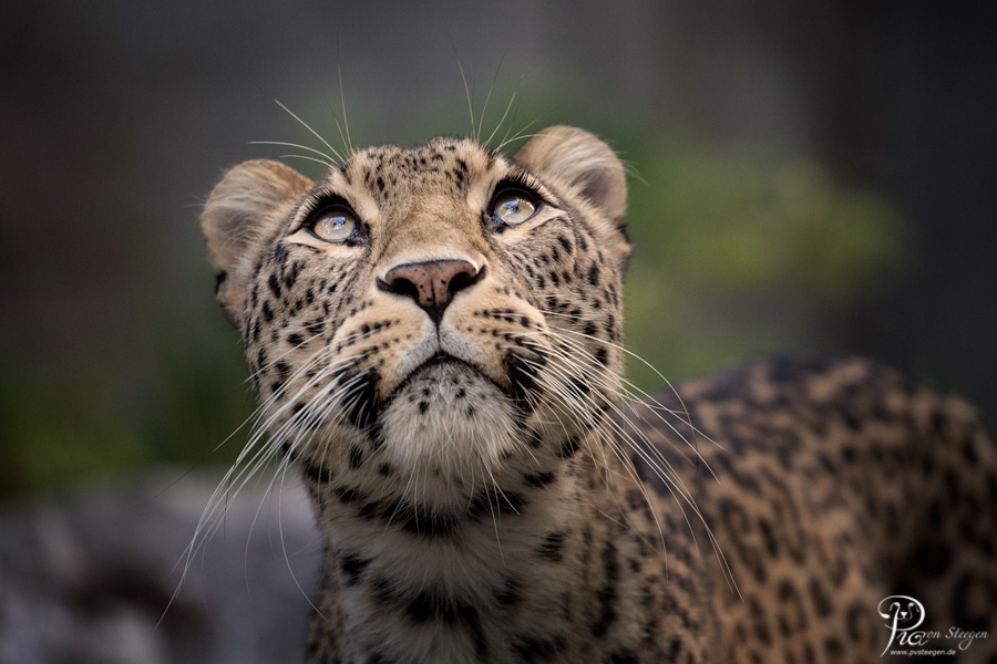 Nordpersische Leopardin