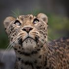 Nordpersische Leopardin
