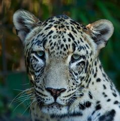 Nordpersischen Leopard