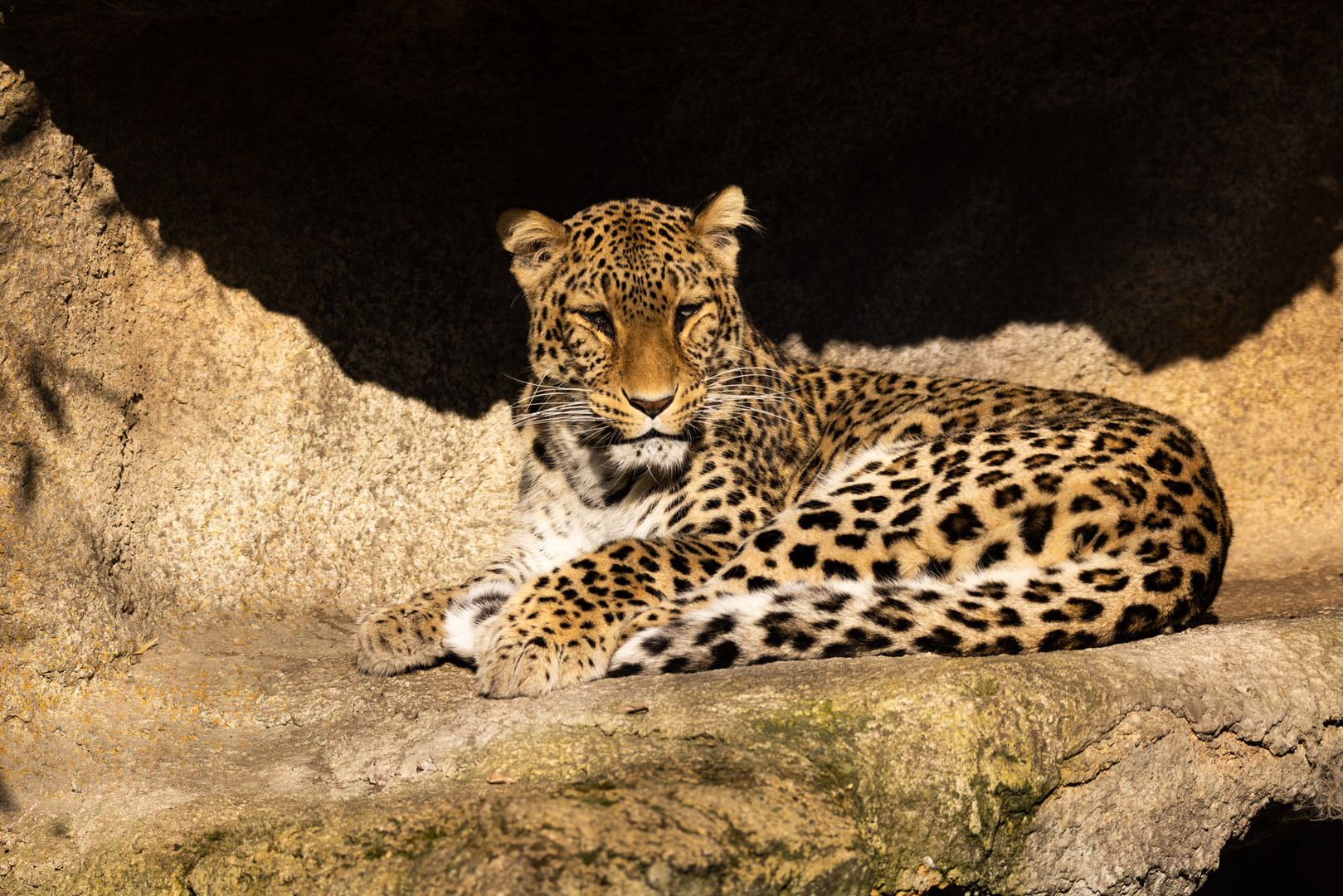 Nordpersischer Leopard