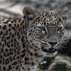 Nordpersischer Leopard