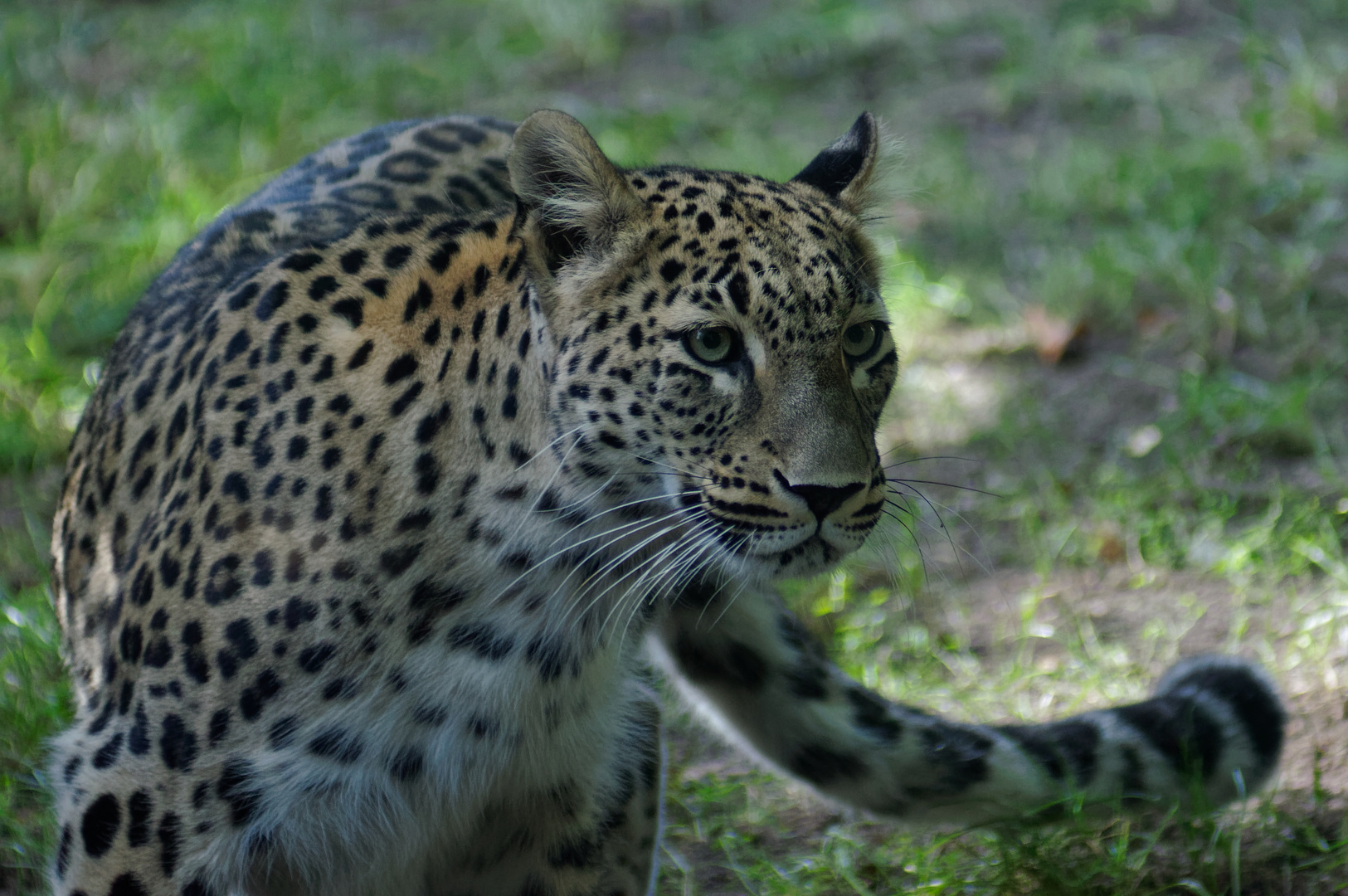 Nordpersischer Leopard