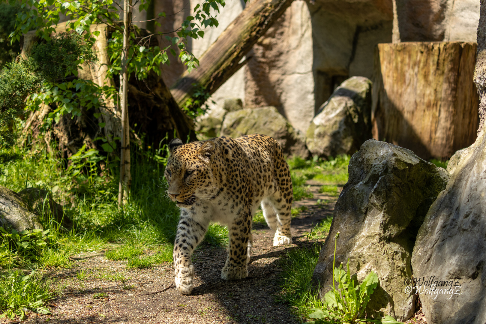 Nordpersischer-Leopard