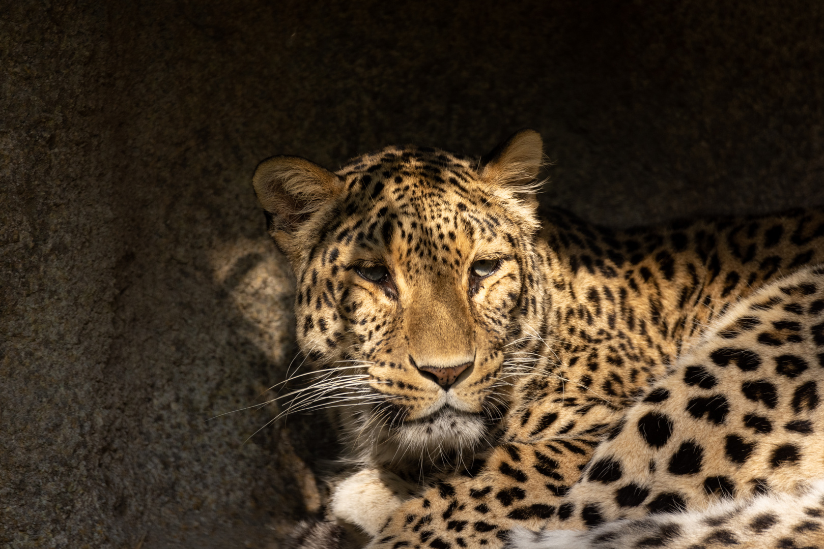 Nordpersischer Leopard