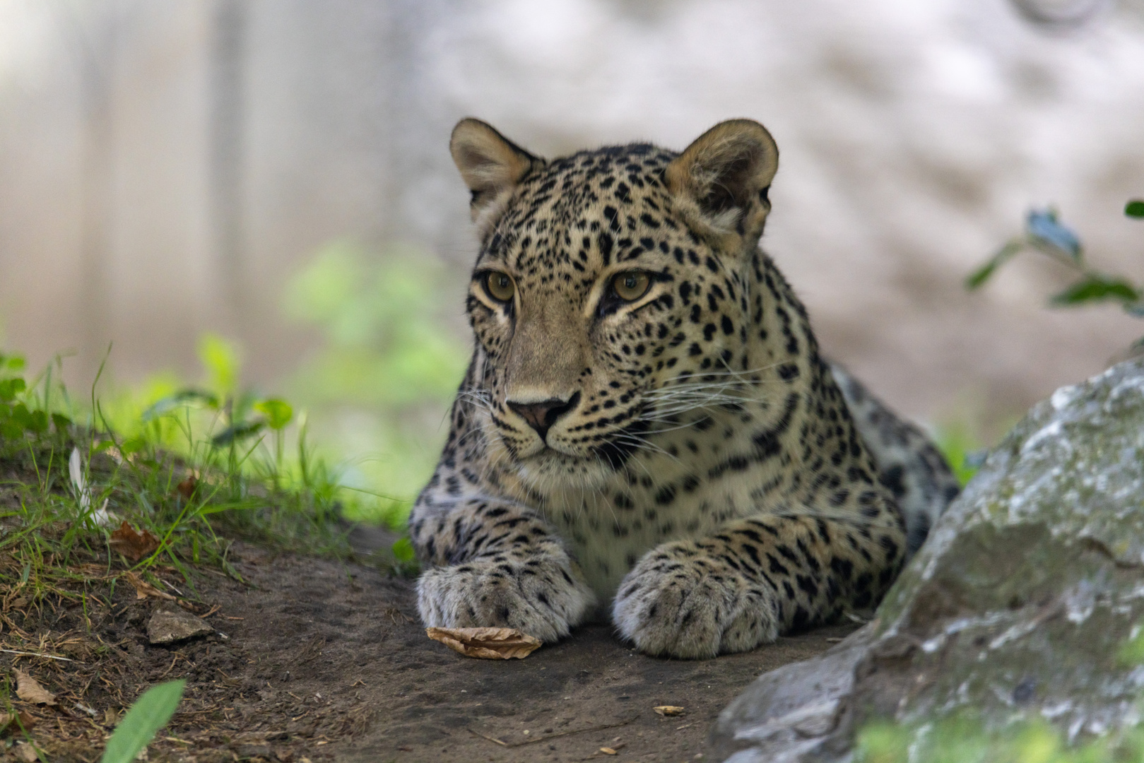 Nordpersischer Leopard