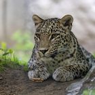 Nordpersischer Leopard