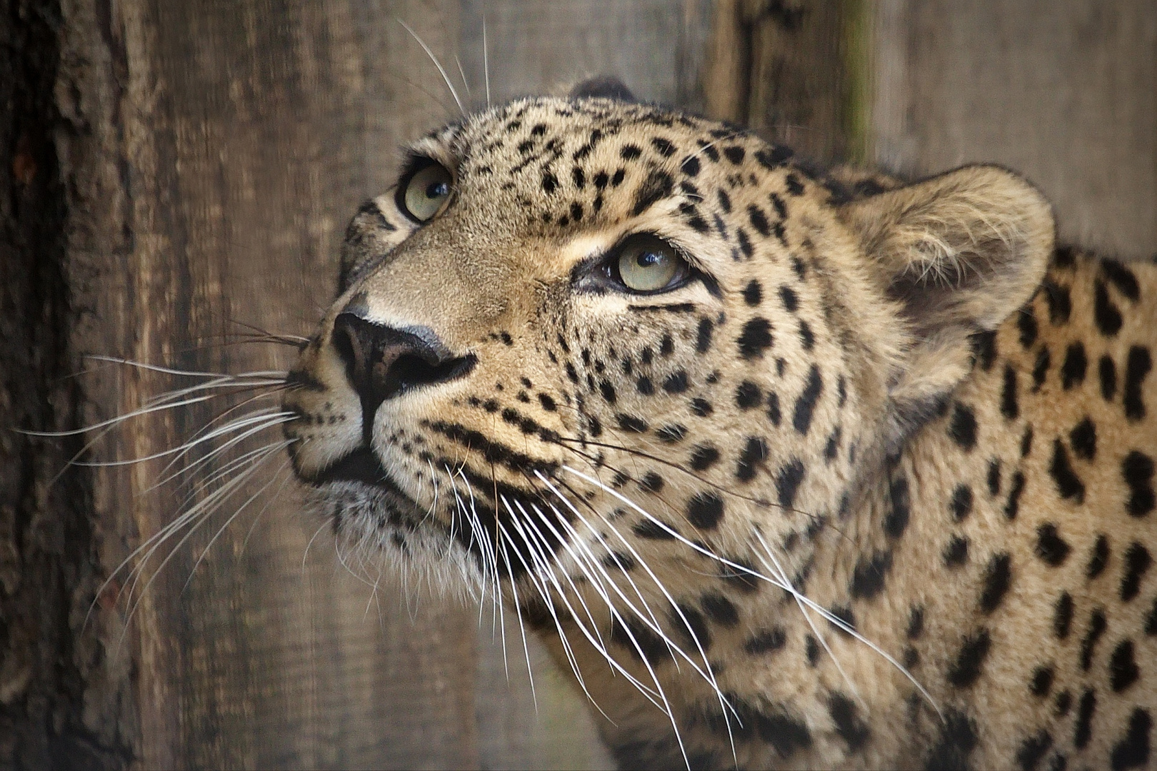 Nordpersischer Leopard