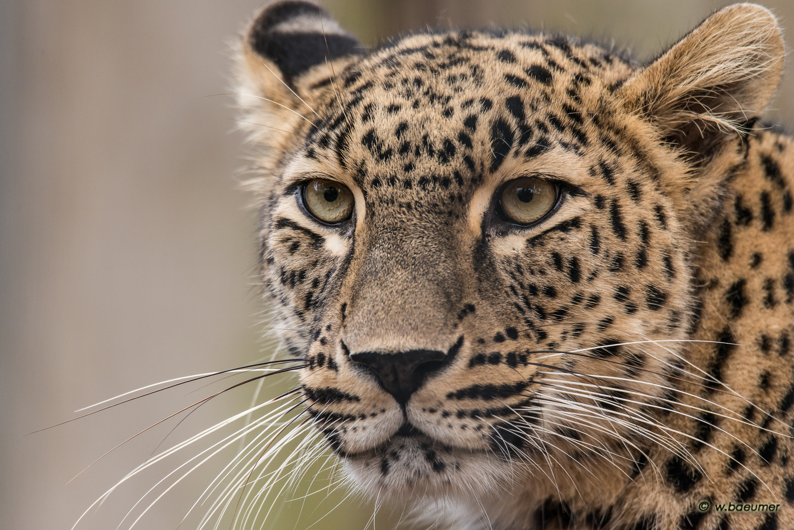 Nordpersischer Leopard