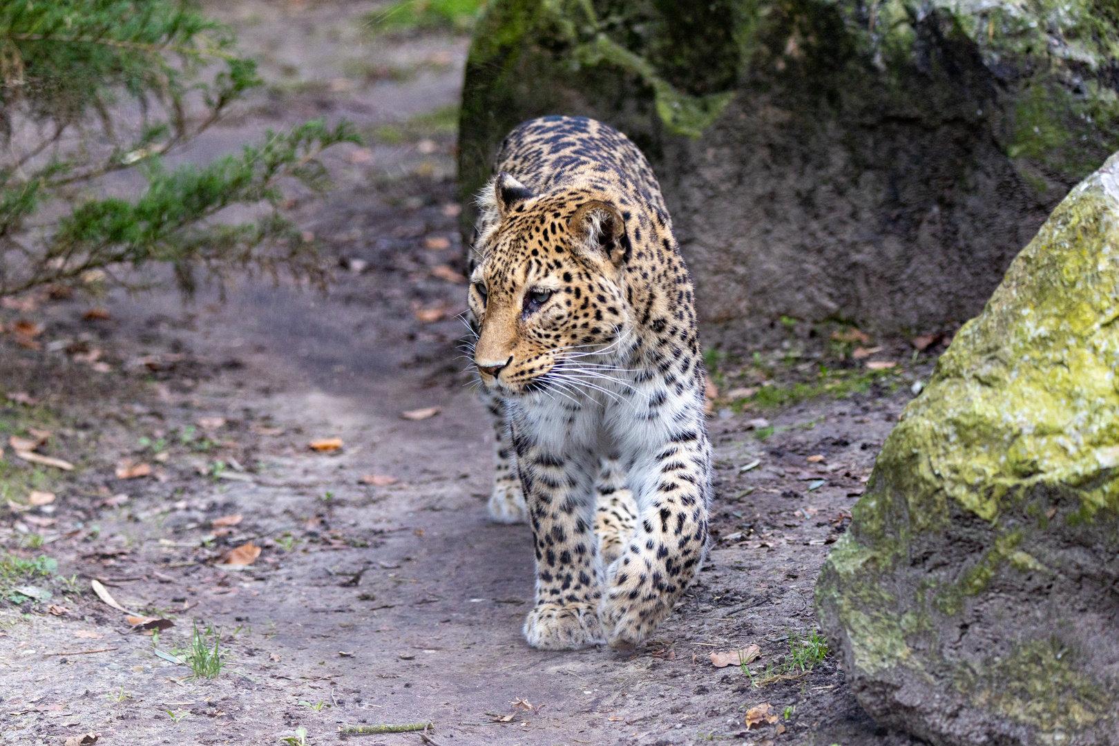 Nordpersischer Leopard 