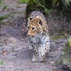 Nordpersischer Leopard 