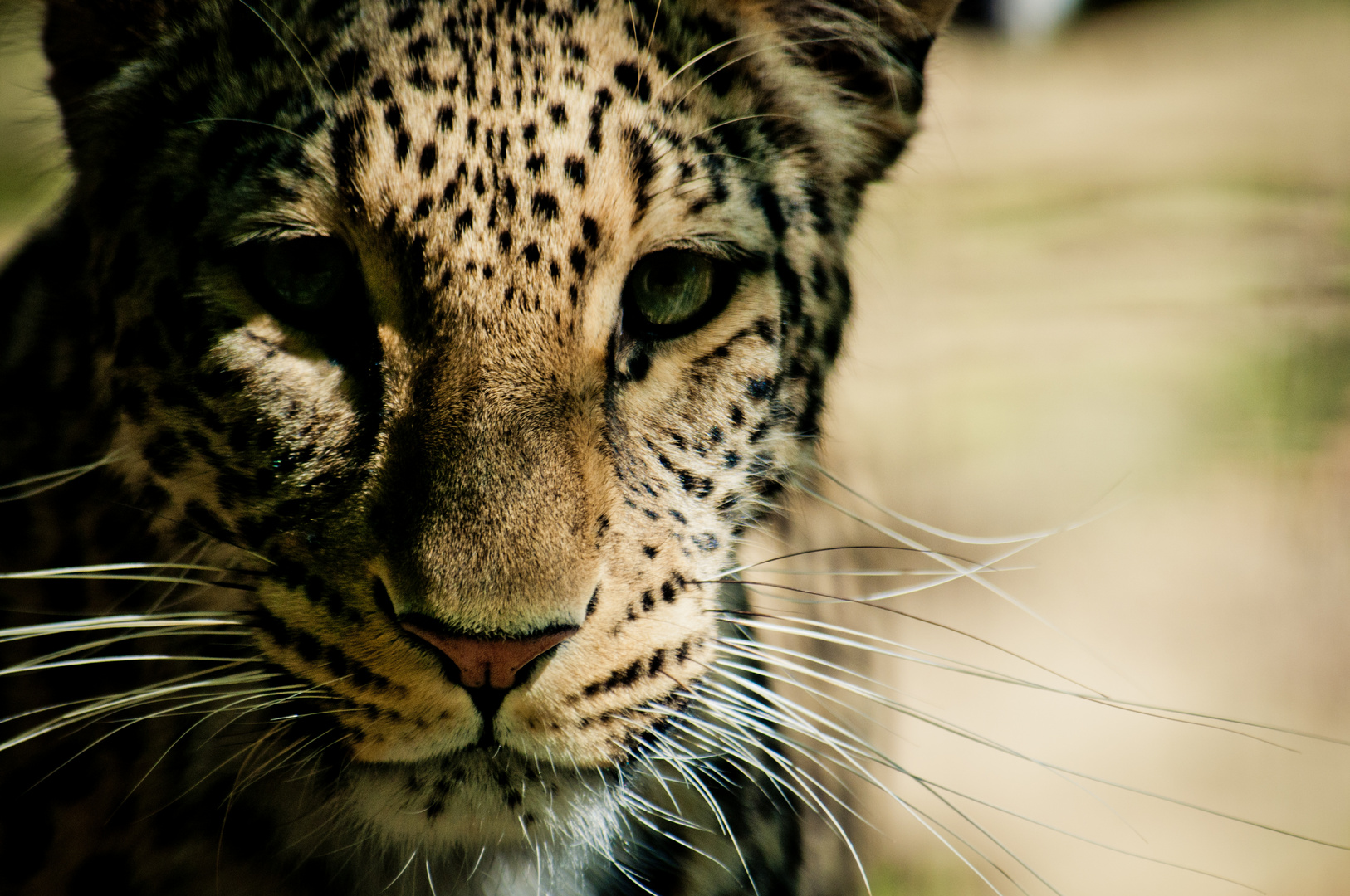 Nordpersischer Leopard | Allwetterzoo Münster