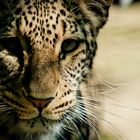 Nordpersischer Leopard | Allwetterzoo Münster