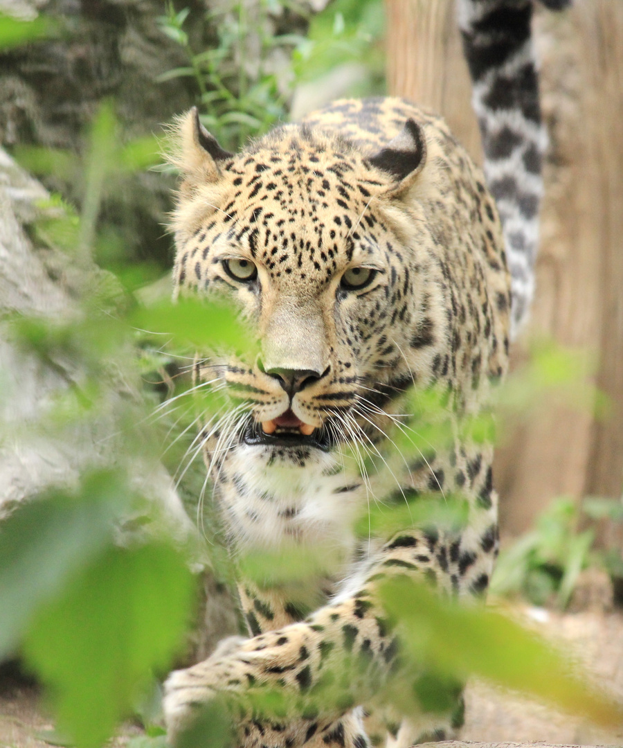 Nordpersischer Leopard Allwetterzoo Münster