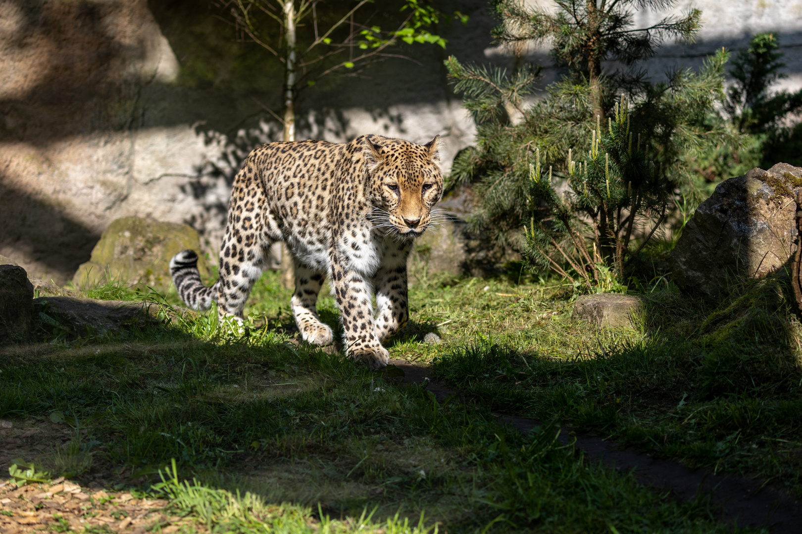 Nordpersischer Leopard