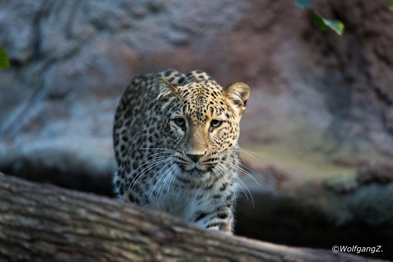 Nordpersischer Leopard