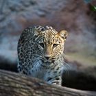 Nordpersischer Leopard