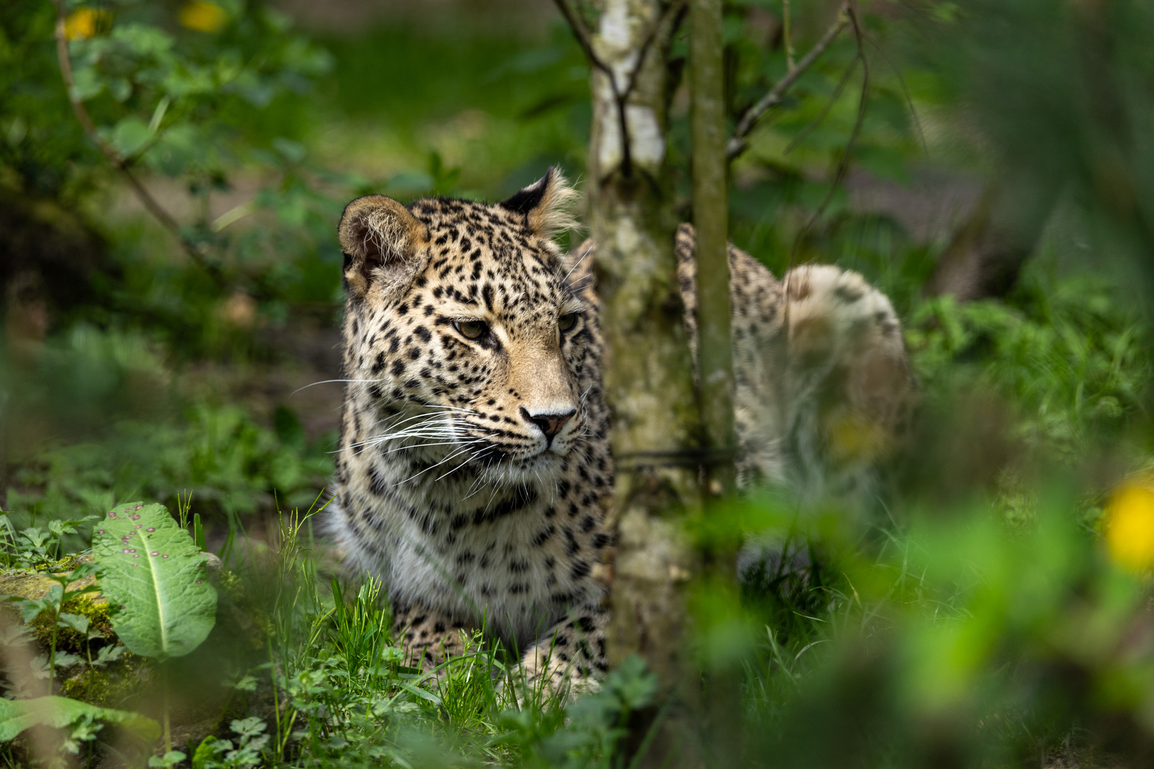 Nordpersischer Leopard