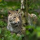 Nordpersischer Leopard