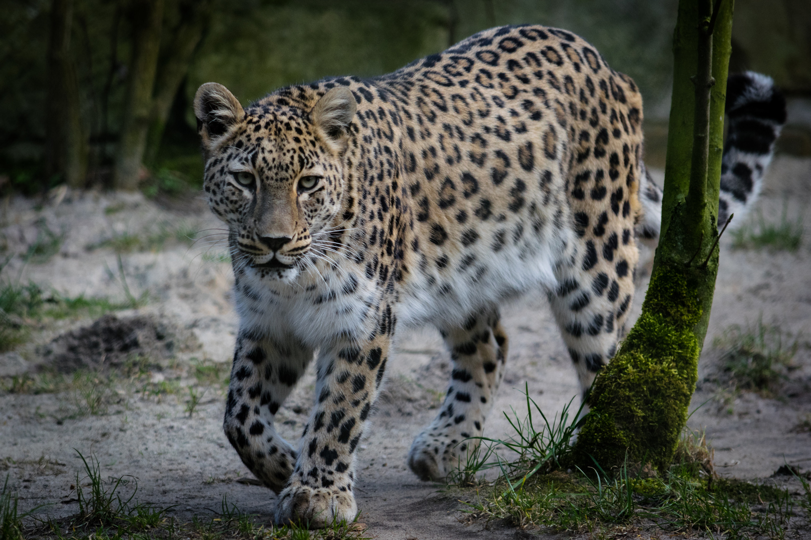 Nordpersischer Leopard