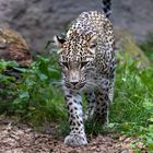 Nordpersischer Leopard