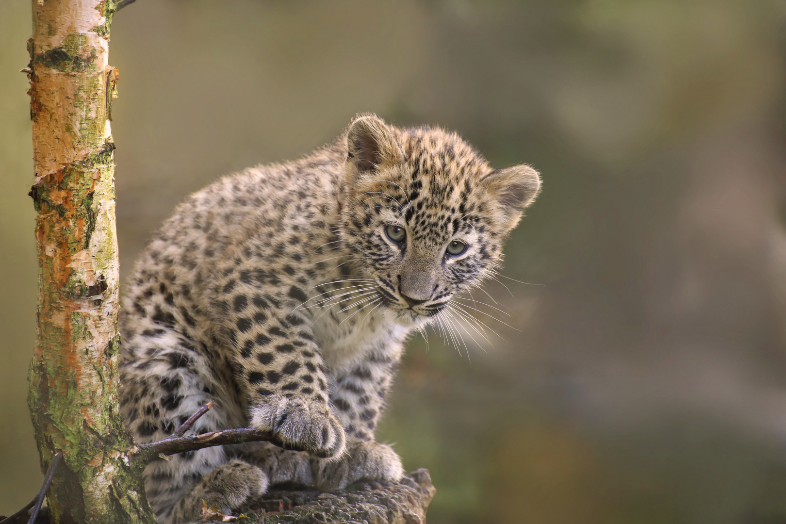 Nordpersischer Leopard