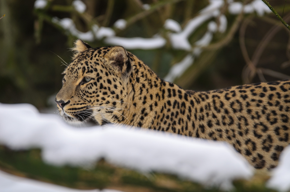 Nordpersischer Leopard