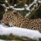 Nordpersischer Leopard