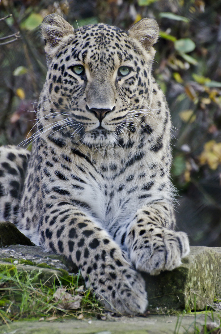 Nordpersischer Leopard