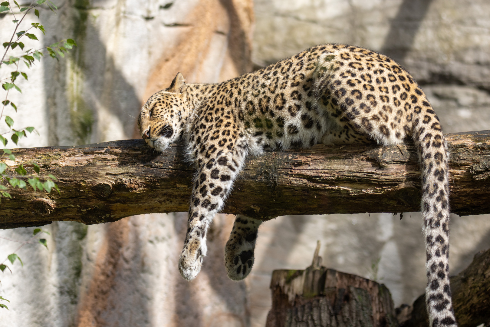 Nordpersischer-Leopard