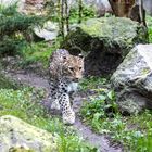 Nordpersischer Leopard