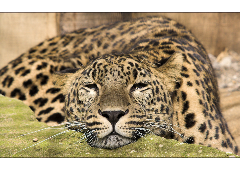 ... Nordpersischer  Leopard ...