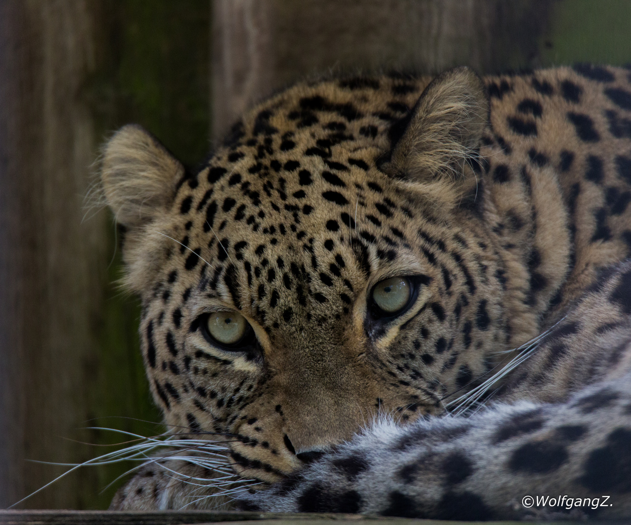 Nordpersischer Leopard