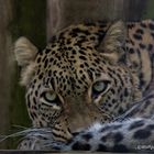 Nordpersischer Leopard