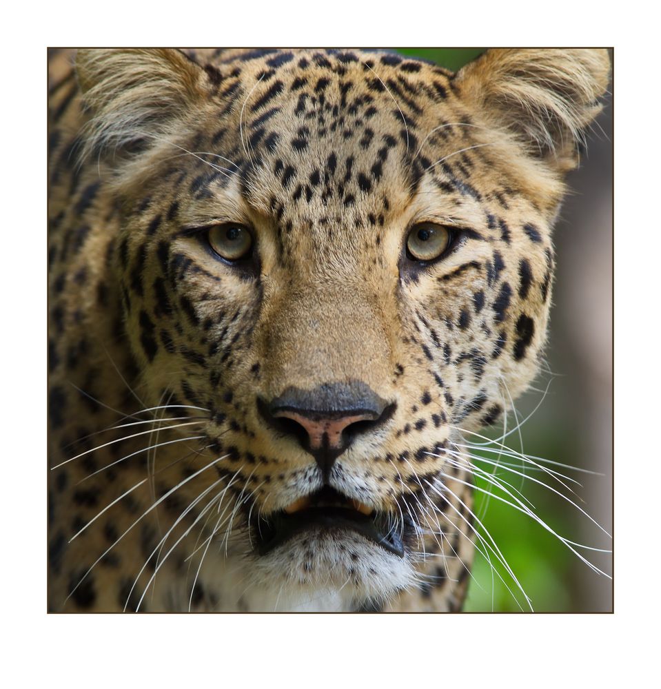 Nordpersischer Leopard