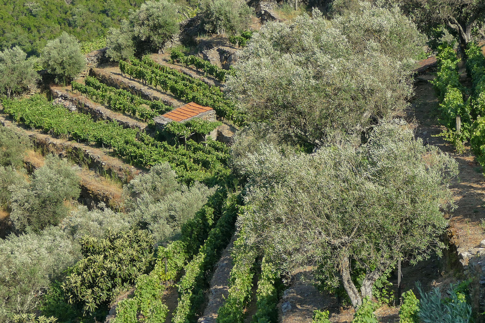 Nordportugal: Portwein und Oliven ...