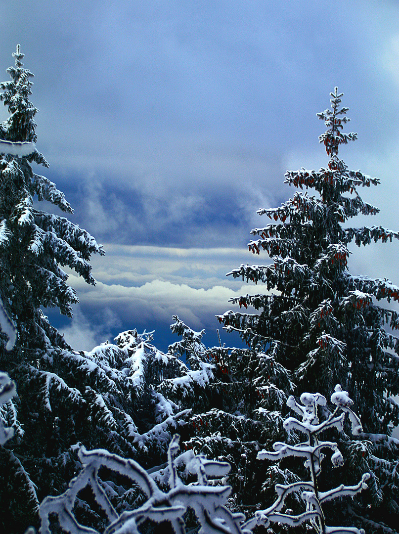 Nordschwarzwald auf der Hornisgrinde 