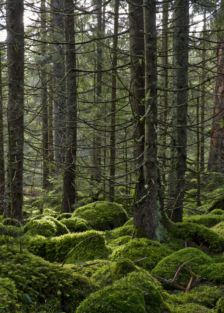 Nordschwarzwald 