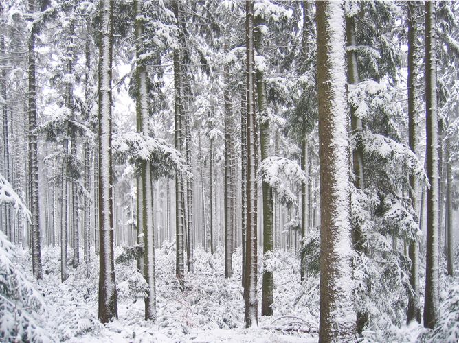 Nordschwarzwald bei Dennach im Winter