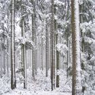 Nordschwarzwald bei Dennach im Winter