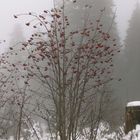 Nordschwarzwald im Nebel