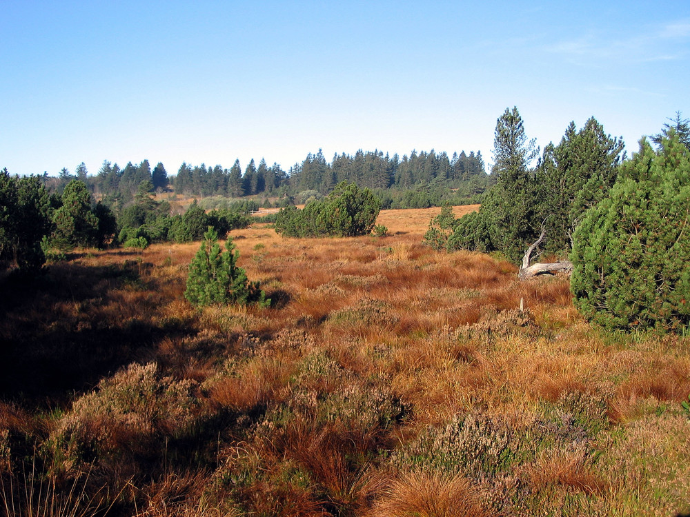 Nordschwarzwald - Schlifkopf im Herbst