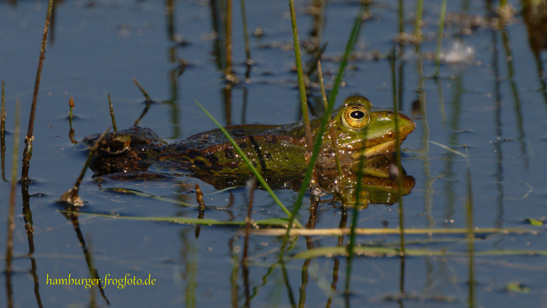 Nordsee 2024 Grasfrosch