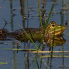 Nordsee 2024 Grasfrosch