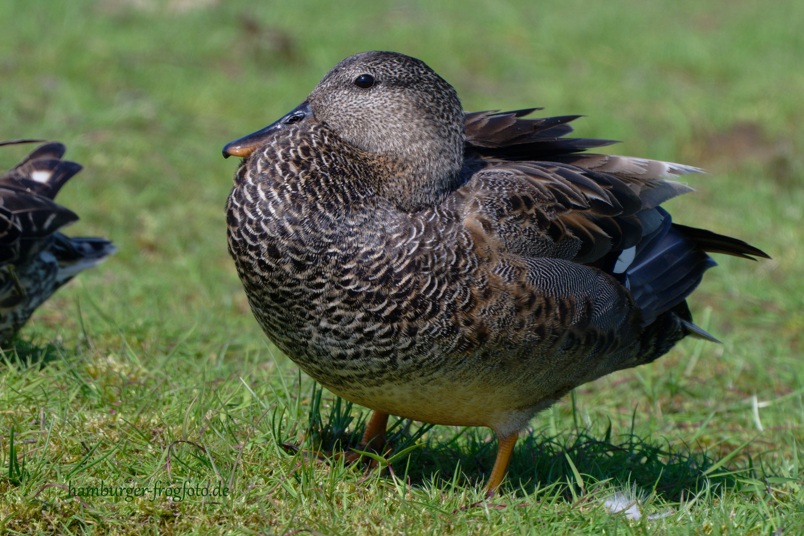 Nordsee  2024...Ente gut....