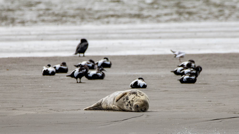 Nordsee