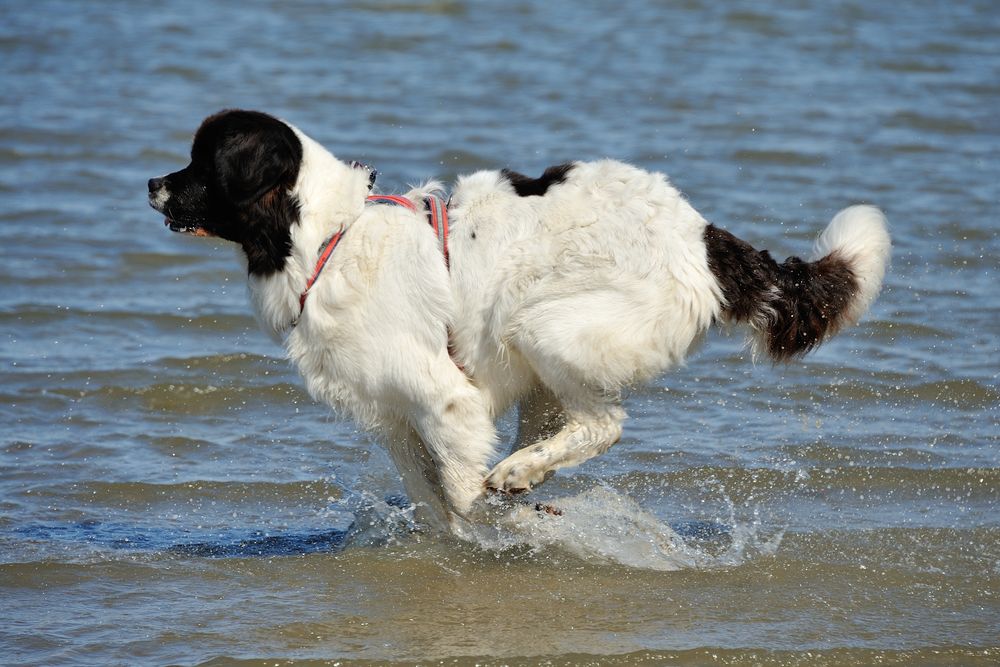 Nordsee