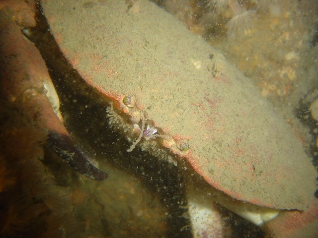 Nordsee Crab