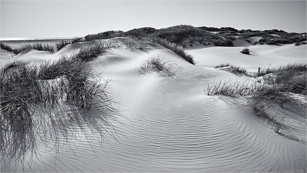 ::: Nordsee | Dünen :::