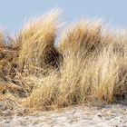 NORDSEE: Dünenlandschaft bei Schillig