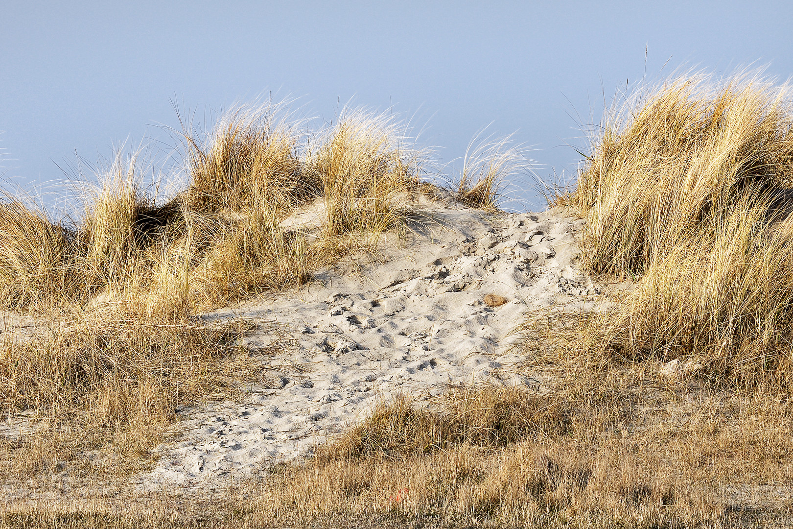 NORDSEE: Dünenlandschaft bei Schillig